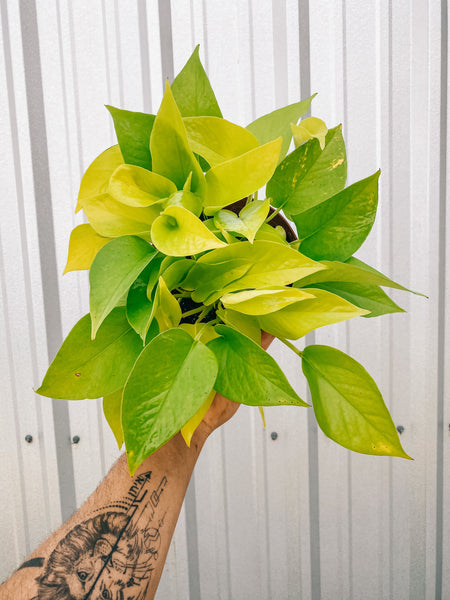 A pothos vine for Madison! Previous work also done by me! Text 4... | plant  tattoo | TikTok