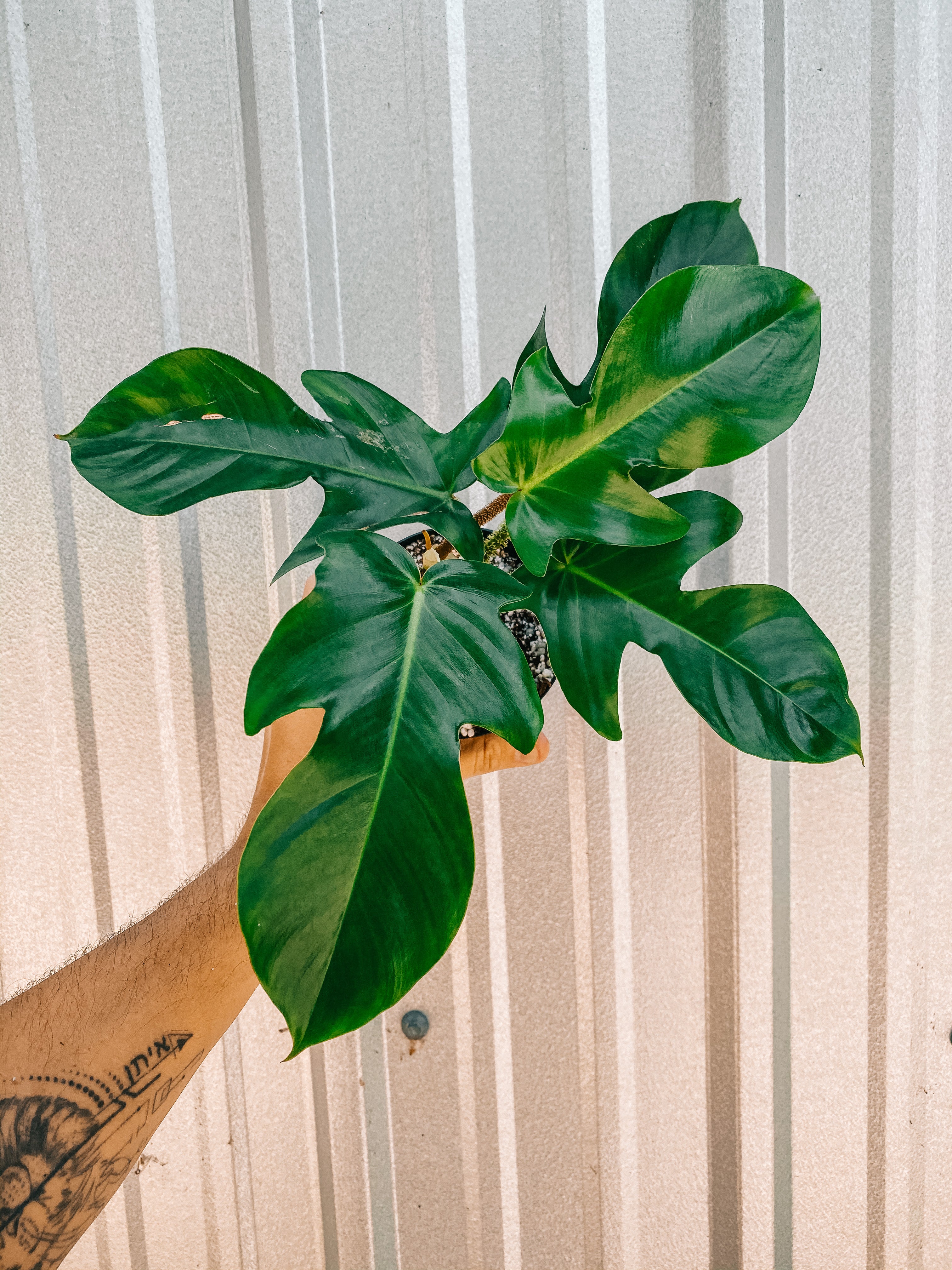 philodendron squamipetiolatum 4" Philodendron 'Squamiferum'