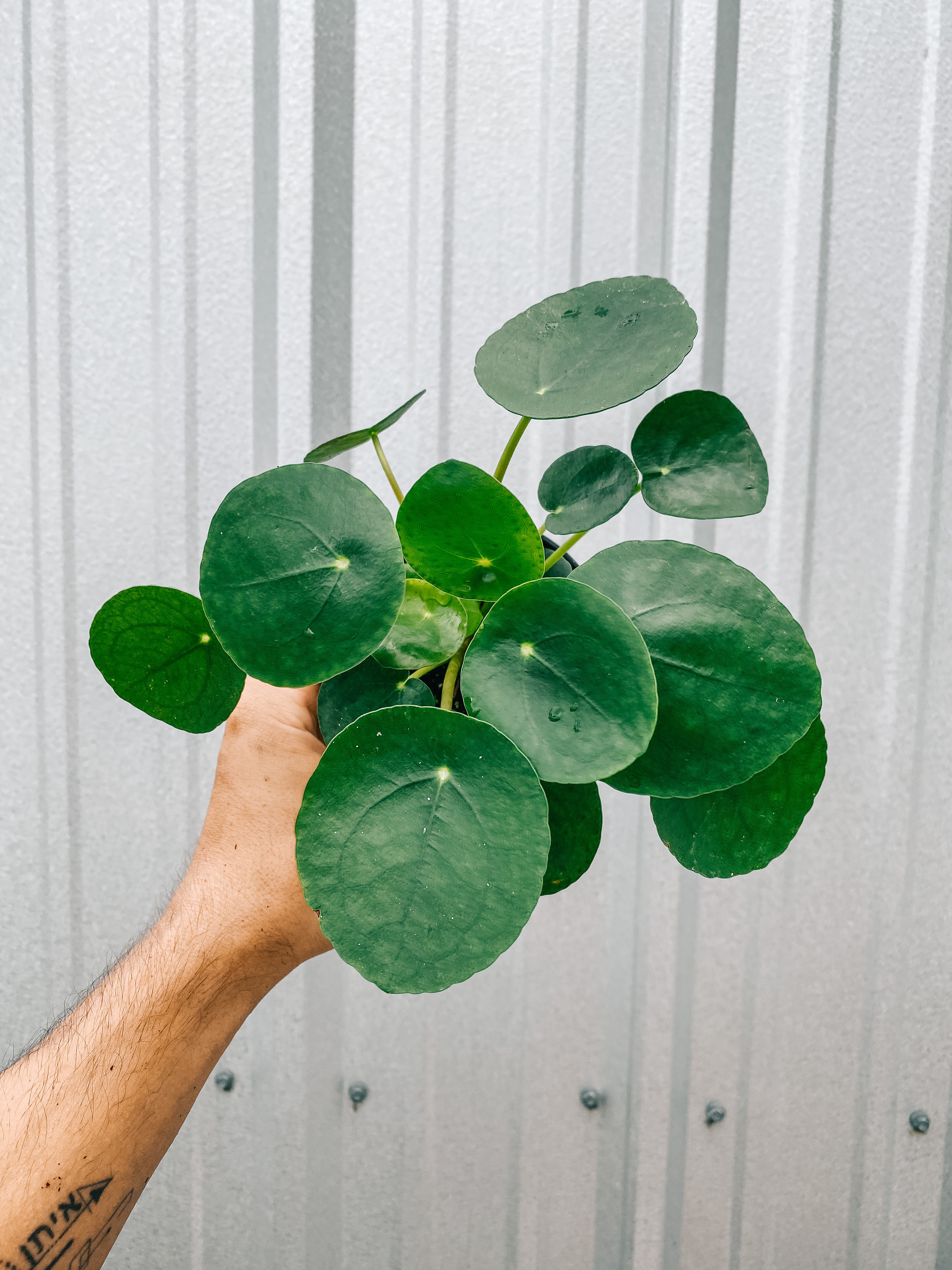 giant chinese money plant 4" Pilea Peperomioides 'Chinese Money Coin' – BWH Plant Co