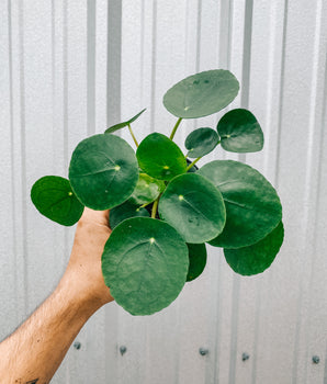 4" Pilea Peperomioides 'Chinese Money Coin’