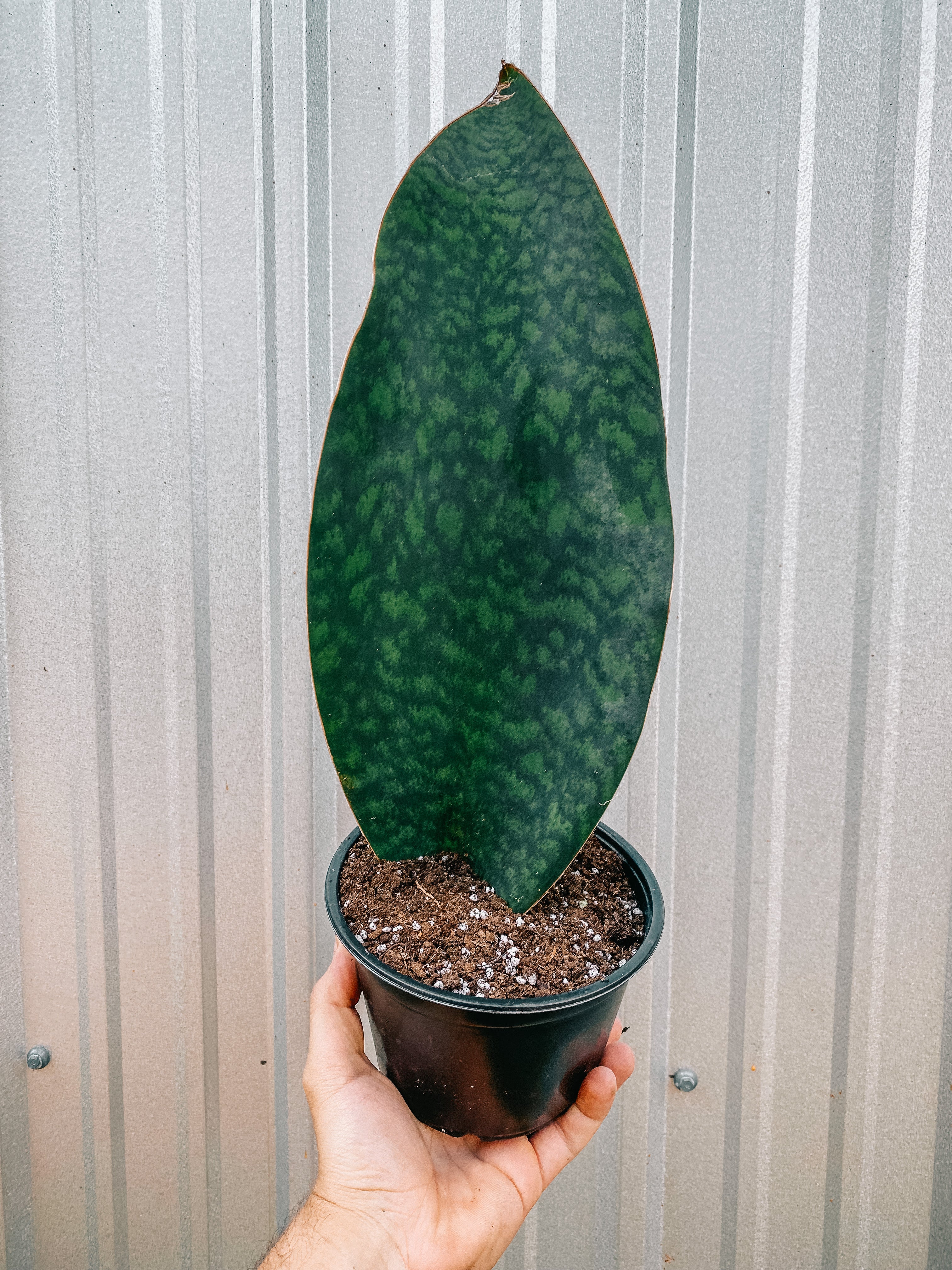 whale fin sansevieria soil 6" Sansevieria Masoniana ‘Whale Fin’