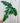 4" Philodendron 'Bob Cee'