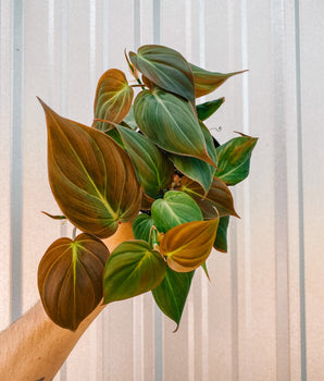 4" Philodendron 'Micans'
