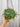 4.5" Peperomia Prostrata 'String of Turtles' (Hanging Basket)