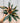 6" Stromanthe ‘Trio Star’