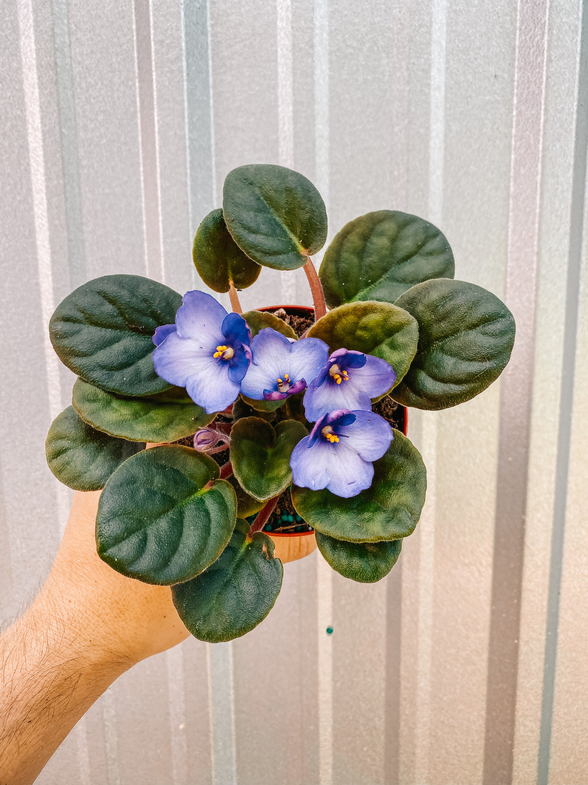 4" African Violet 'Mardi Gras Madness'