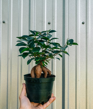 6" Ficus Ginseng Microcarpa