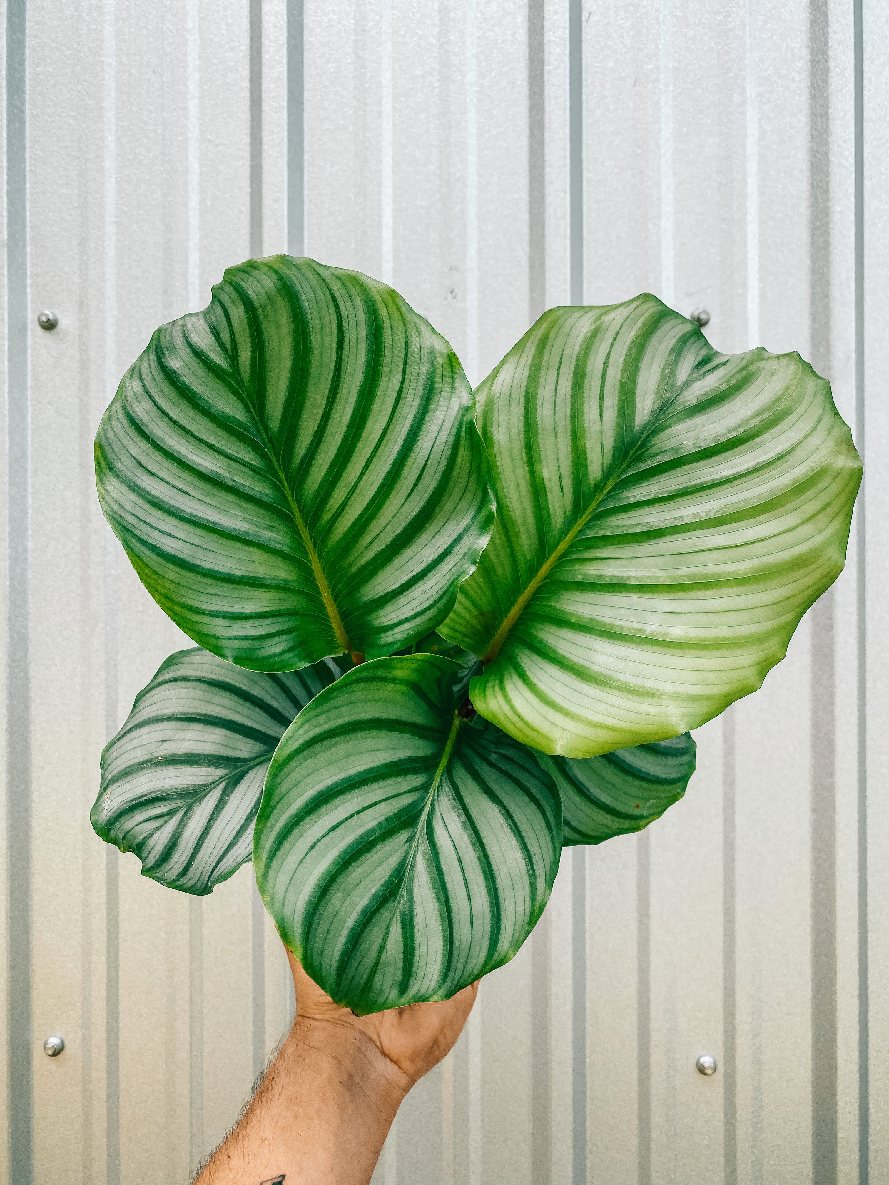 elefantenohr hydrokultur Alocasia odora 'California' main image 0