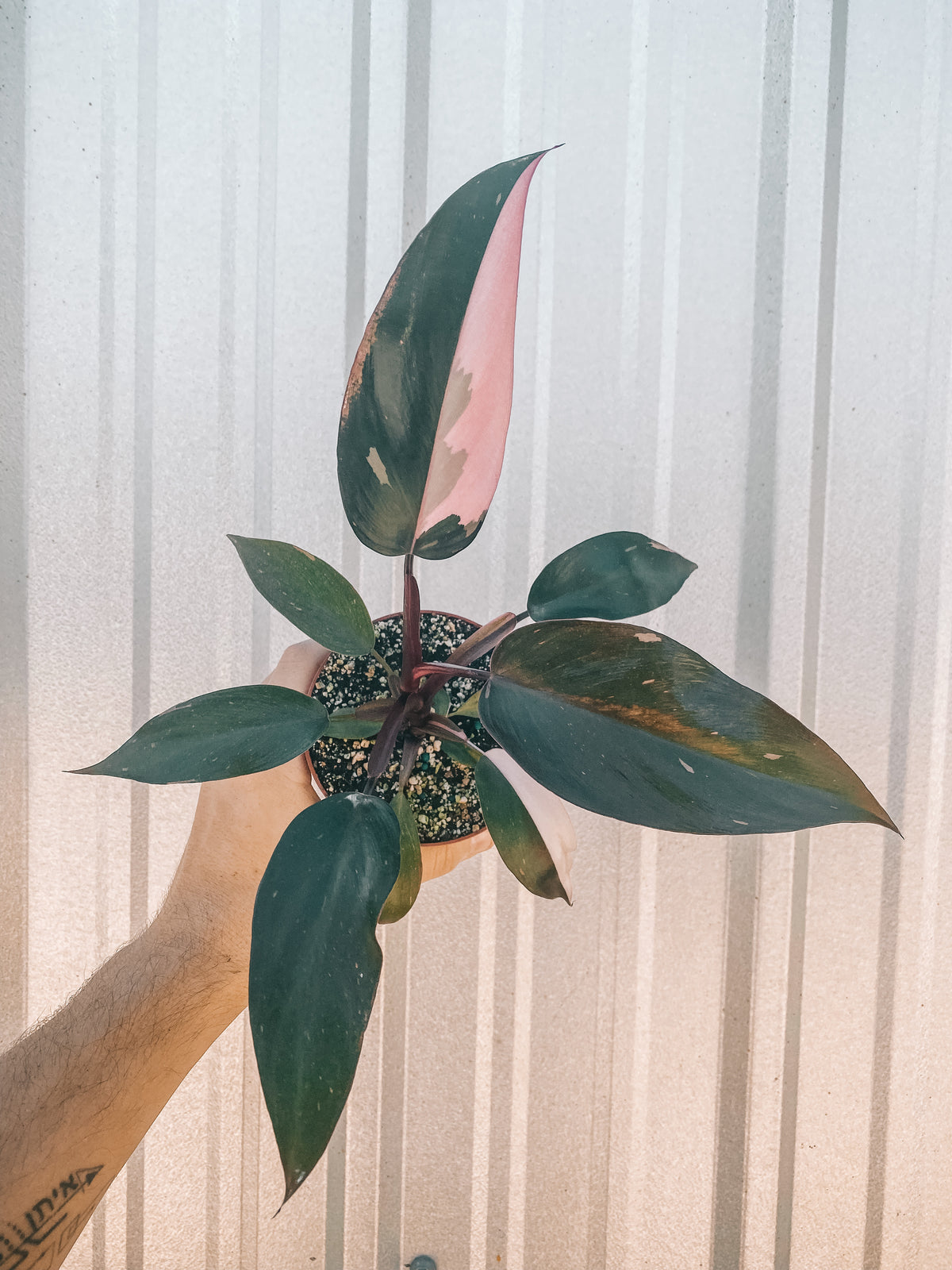 4" Philodendron 'Pink Princess' (Blemish Batch)