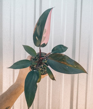 4" Philodendron 'Pink Princess' (Blemish Batch)