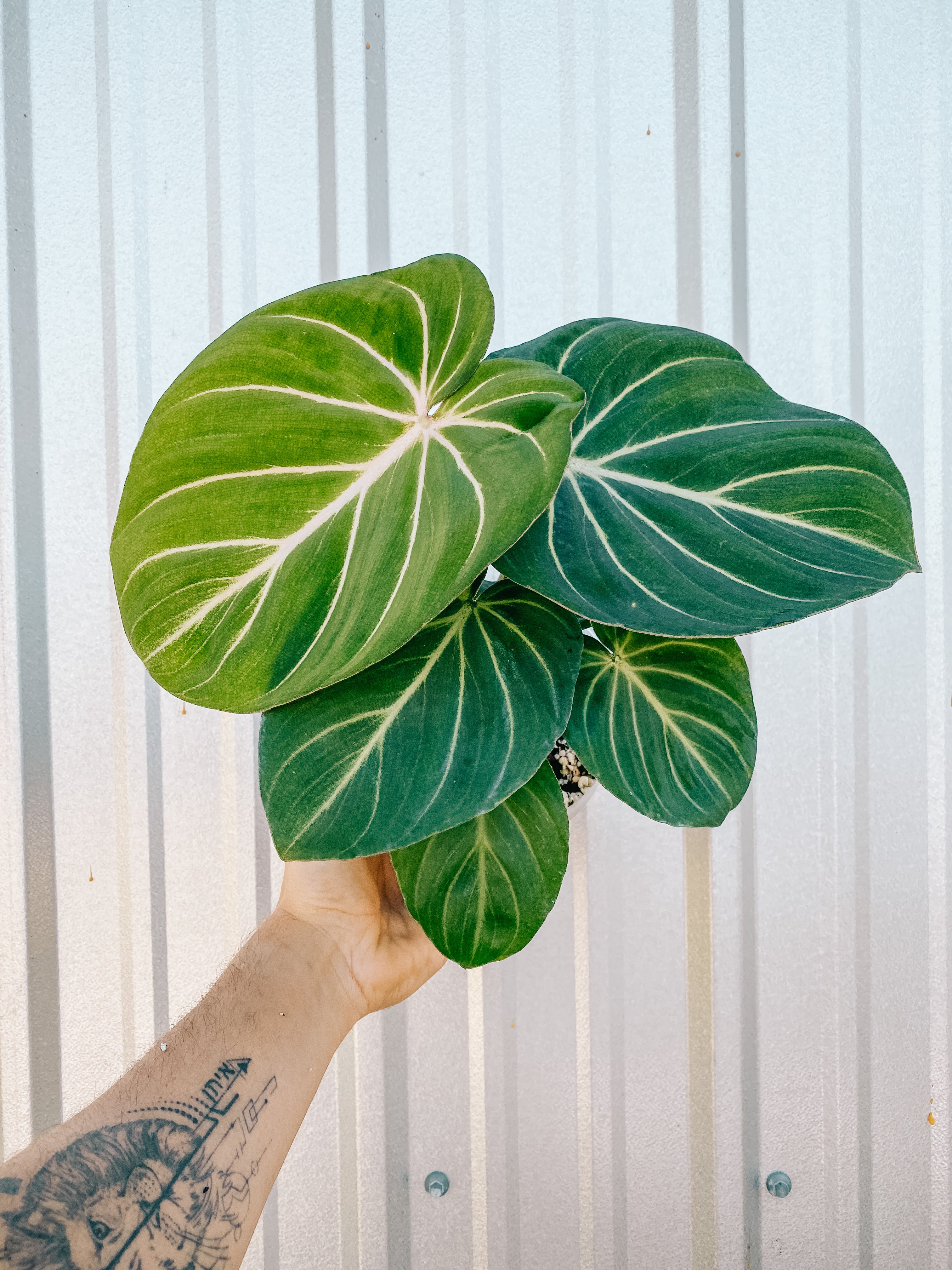 philodendron gloriosum small 6" Philodendron 'Gloriosum' – BWH Plant Co