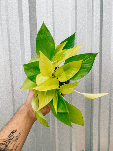 I just LOVE a good pothos tattoo I wanna do more large scale plants like  this please 🖤 • • • #tattoo #pothostattoo #houseplant... | Instagram
