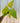 4" Philodendron 'Warscewiczii Aurea'