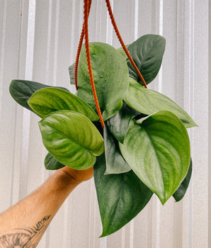 6" Scindapsus 'Jade Satin' (Hanging Basket)