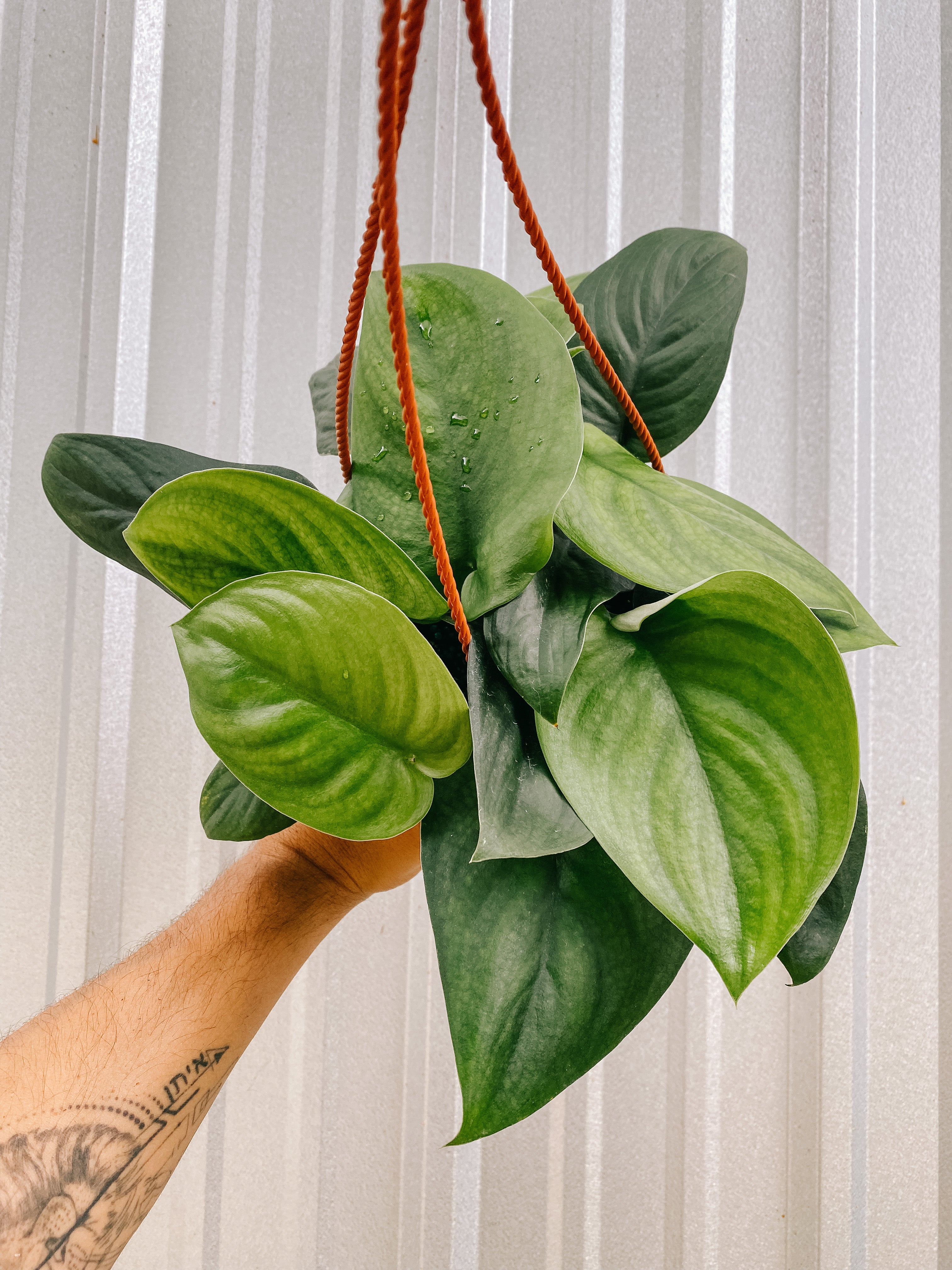 satin pothos plants 6" Scindapsus 'Jade Satin' (Hanging Basket)
