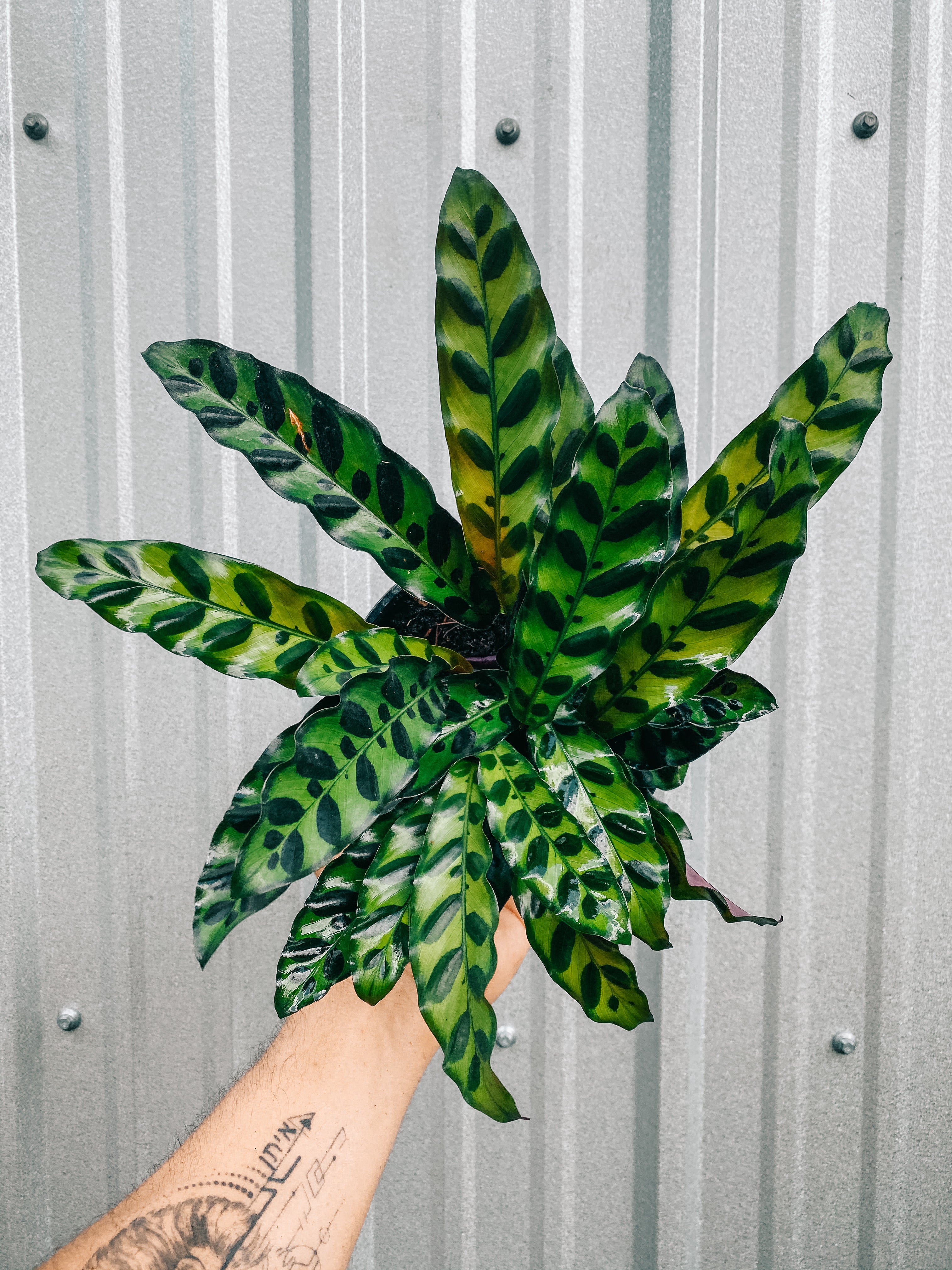 rattle snake plant care 6" Calathea Lancifolia 'Rattlesnake' – BWH Plant Co