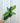 3" Variegated Hoya 'Multiflora' (Shooting Star Hoya)