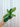 3" Variegated Hoya 'Multiflora' (Shooting Star Hoya)