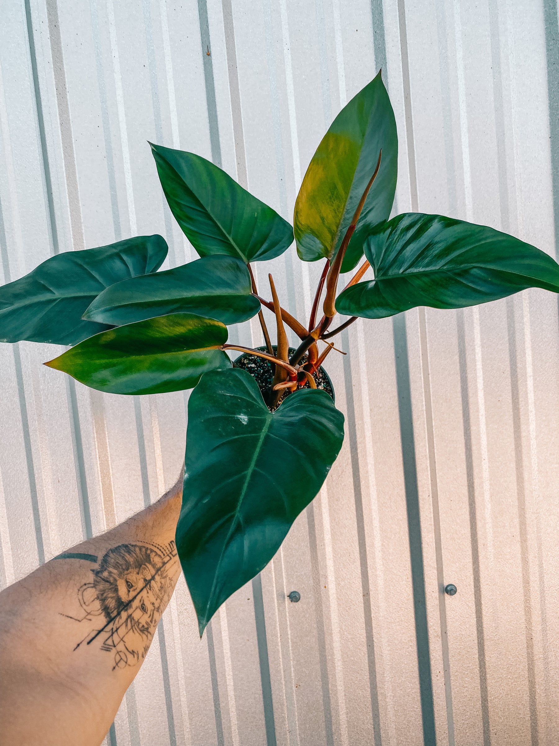 5" Philodendron 'Red Emerald'