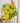 6" Philodendron ‘Cordatum Lemon’ (Hanging Basket)
