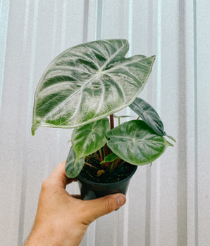 4" Alocasia 'Ivory Coast'