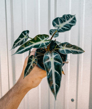 4" Alocasia 'Bambino'