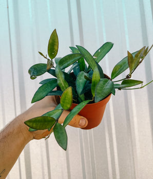 4" Hoya 'Rosita'