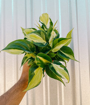4" Philodendron Hederaceum 'Cream Splash'
