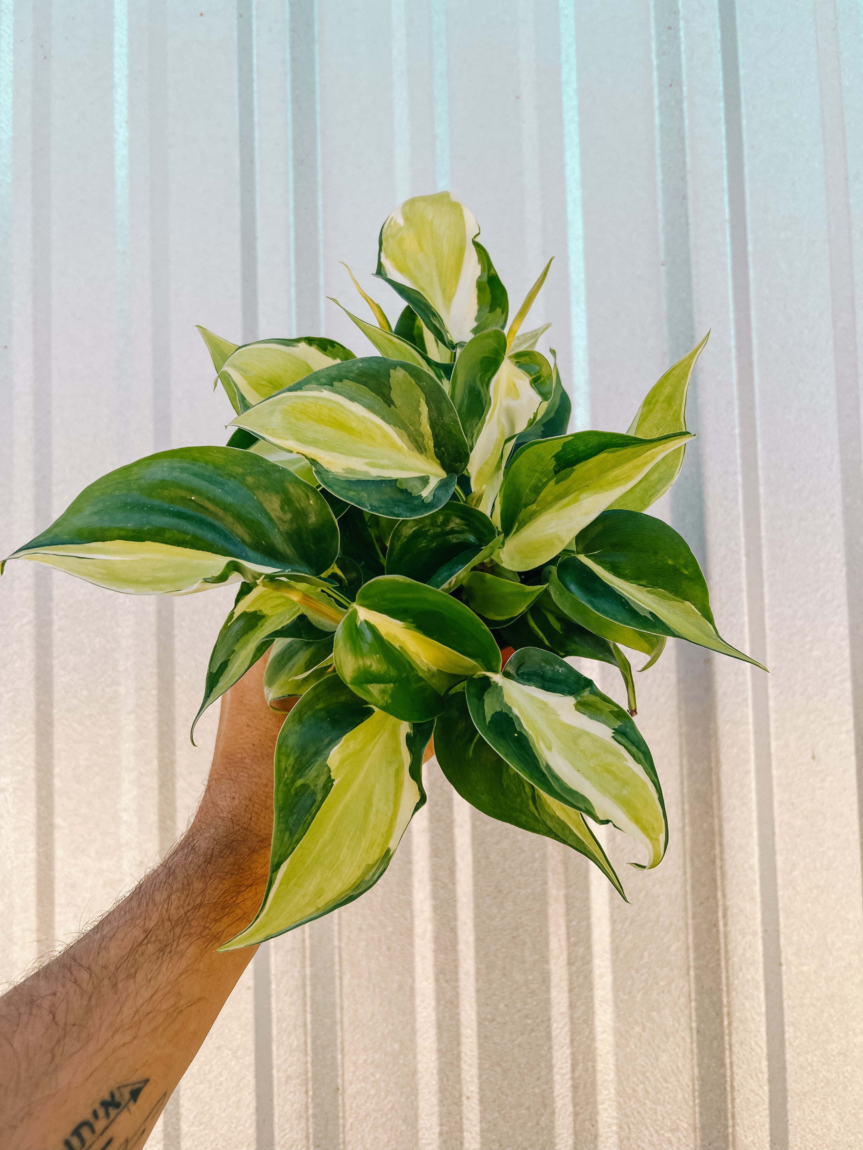 cream pothos 4" Philodendron Hederaceum 'Cream Splash' – BWH Plant Co