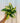 4" Philodendron Hederaceum 'Cream Splash'