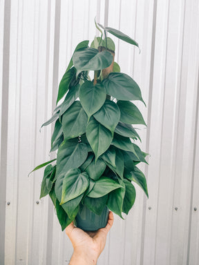 6" Philodendron ‘Cordatum’ (Totem Pole)