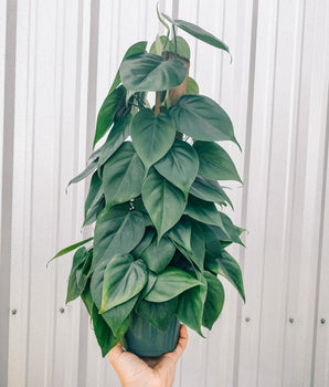 6" Philodendron ‘Cordatum’ (Totem Pole)