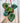 6" Peperomia Argyreia "Watermelon" (Hanging Basket)