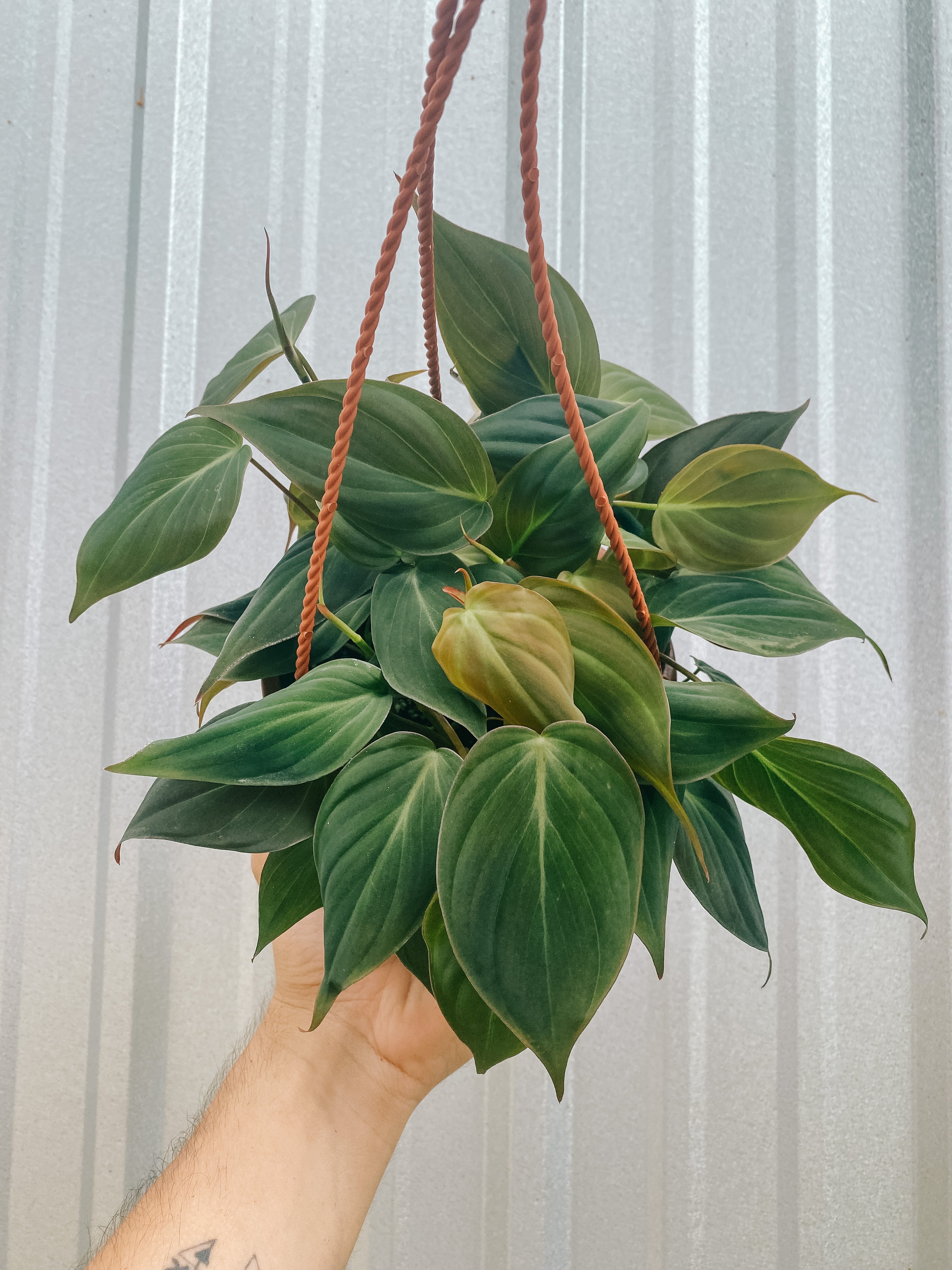 where to buy philodendron micans 6" Philodendron 'Micans' (Hanging Basket) – BWH Plant Co