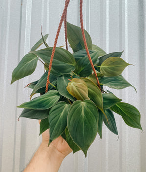 6" Philodendron 'Micans' (hanging basket)