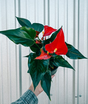 6" Anthurium 'Red'