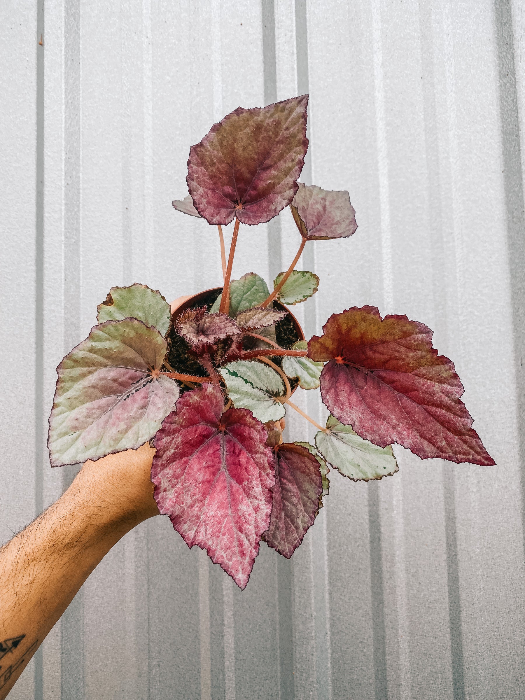 4" Begonia 'Harmony's Pink Satin'