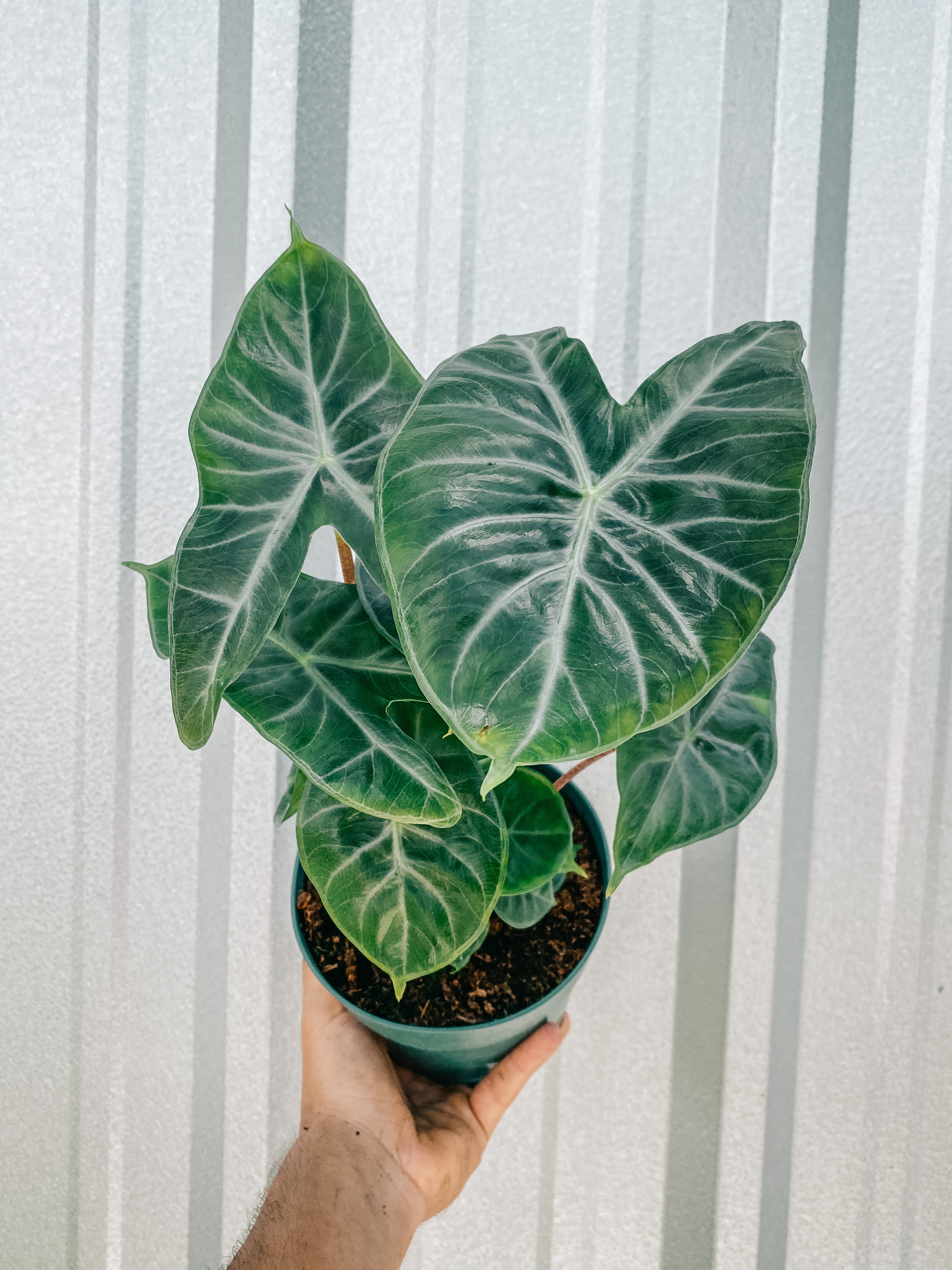 ivory house plant 6" Alocasia 'Ivory Coast'