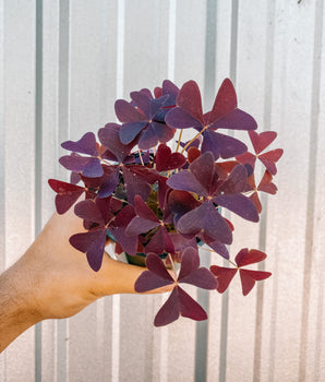 4" Oxalis Triangularis ‘Purple Shamrock’