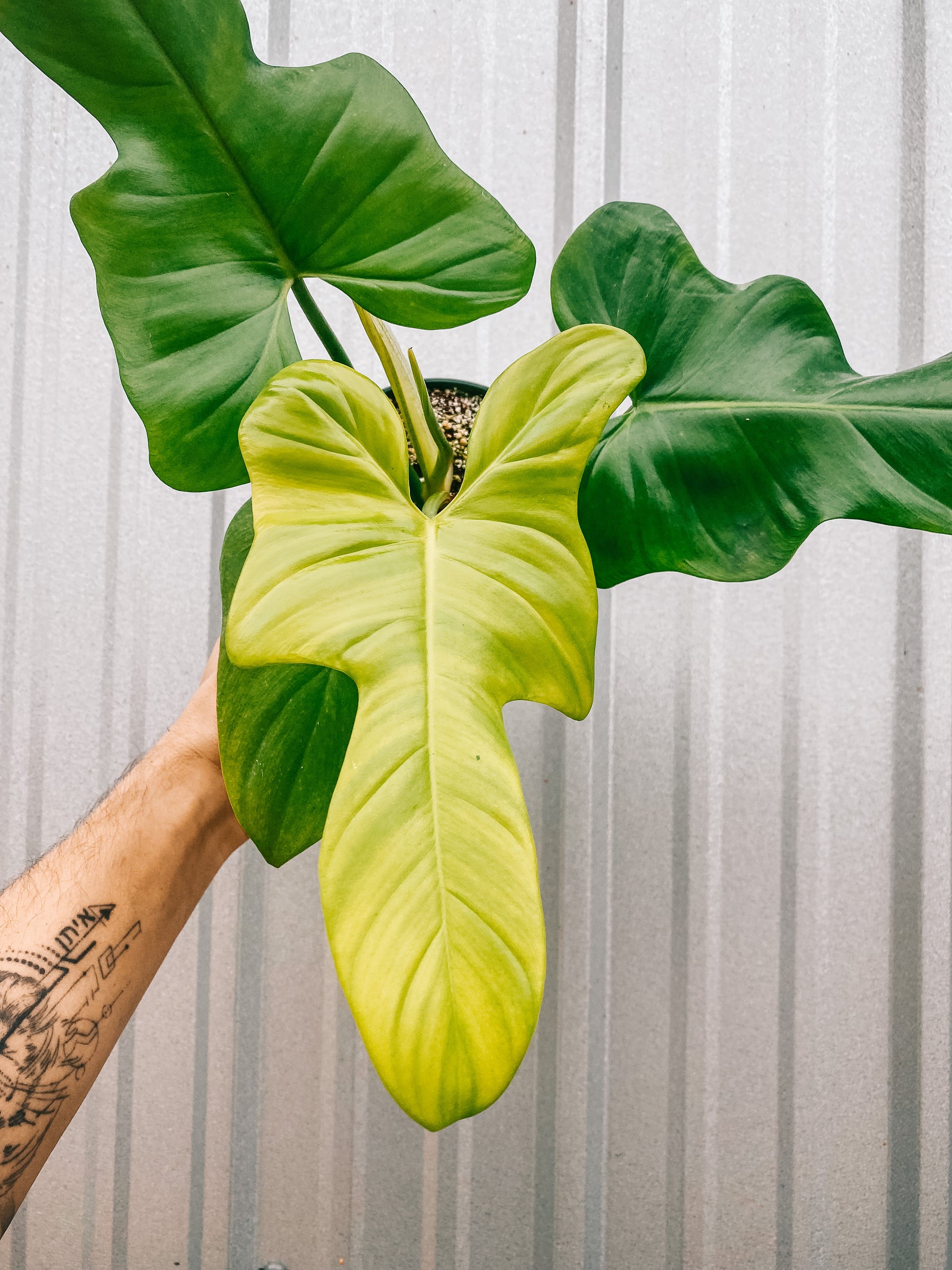 5" Philodendron 'Golden Violin'