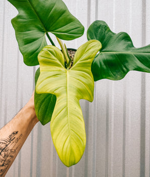 5" Philodendron 'Golden Violin'
