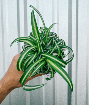 4" Spider Plant 'Curly Bonnie'
