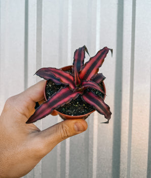 3" Cryptanthus 'Red Ruby'