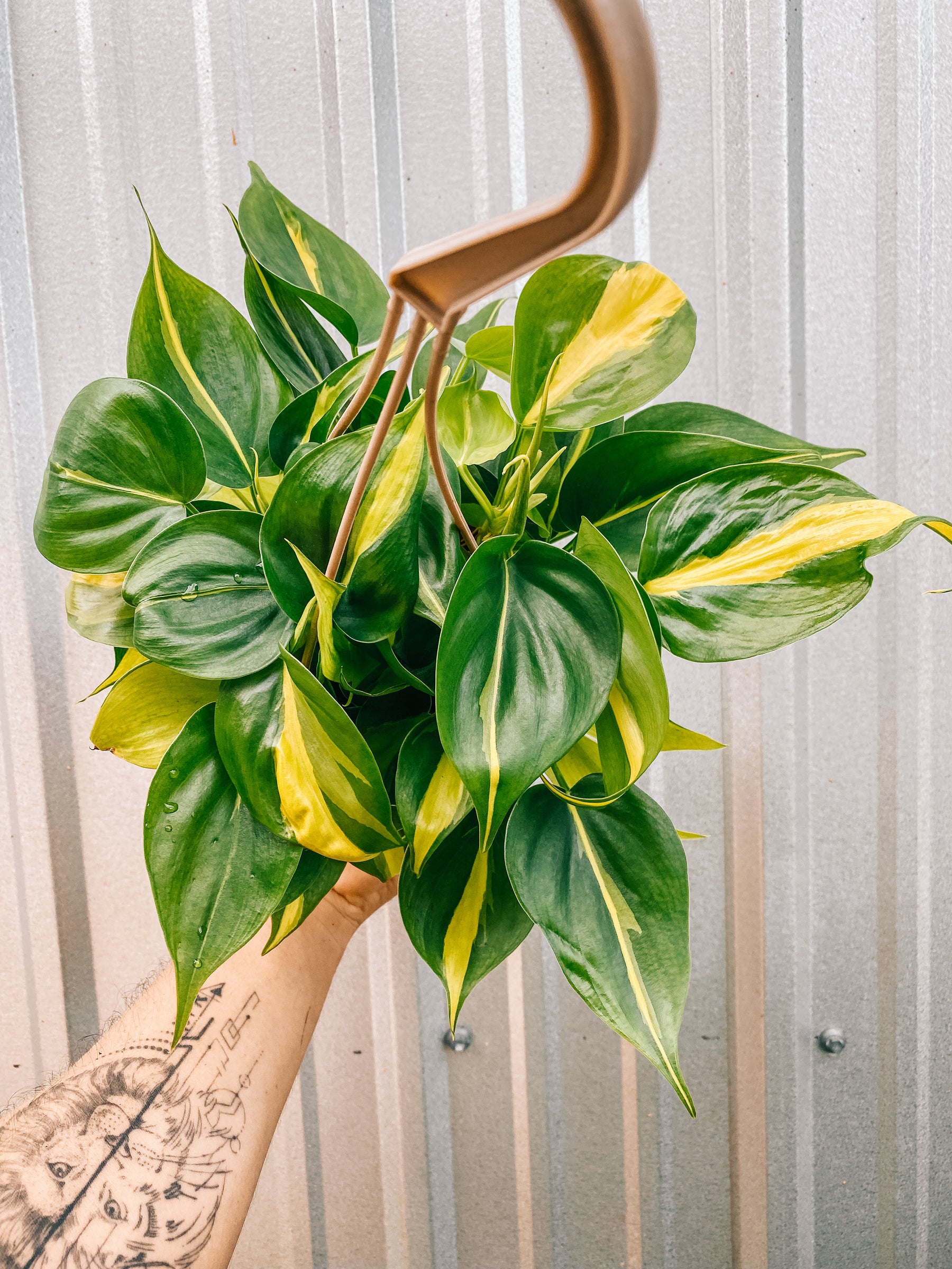 4.5" Philodendron ‘Brasil’ (Hanging Basket)