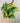 4.5" Philodendron ‘Brasil’ (Hanging Basket)